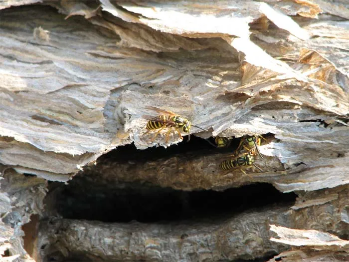 Wasps Are Building Massive "Super Nests" In Alabama And People Are Frightened