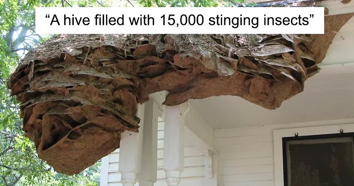 Wasps Are Building Massive "Super Nests" In Alabama And People Are Frightened