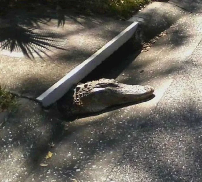 Mientras tanto en Florida