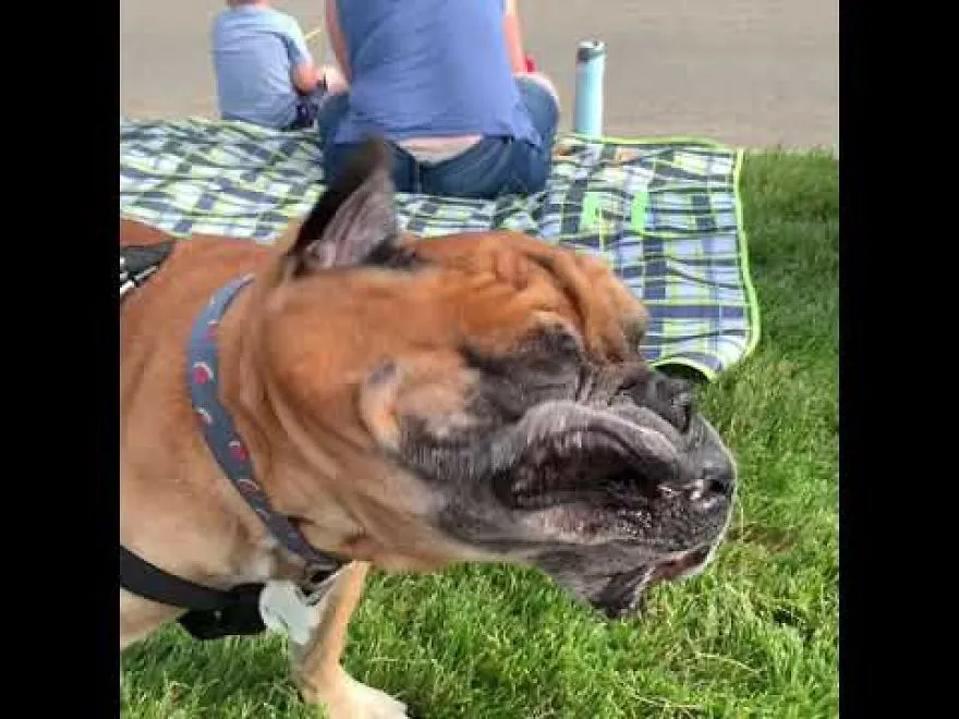 Bulls Dog In Slow Motion