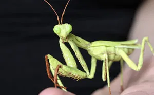 I Am A Paper Artist And I Make Realistic Animals And Insects From Paper (24 Pics)