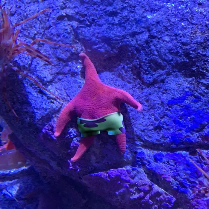 Someone Finds A Patrick-Lookalike Starfish At An Aquarium, Inspires A Funny PS Battle (20 Pics)