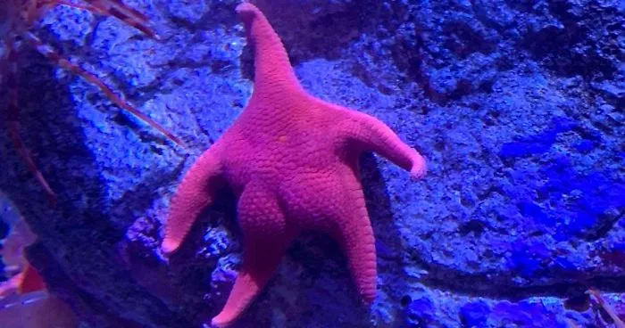 Someone Finds A Patrick-Lookalike Starfish At An Aquarium, Inspires A Funny PS Battle (20 Pics)