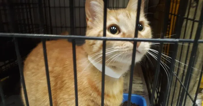 Indiana City Police Department Allows People To Pay Off Their Parking Tickets By Donating Cat Food