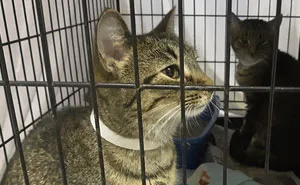 Indiana City Police Department Allows People To Pay Off Their Parking Tickets By Donating Cat Food