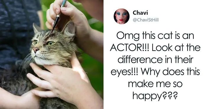 Stephen King’s Pet Sematary Remake Had Cats From Shelters Who Were Trained To Become Cat Actors
