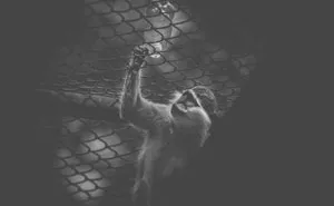 Artist Captures The Heartbreaking Reality Of The Bangladesh National Zoo (15 Pics)