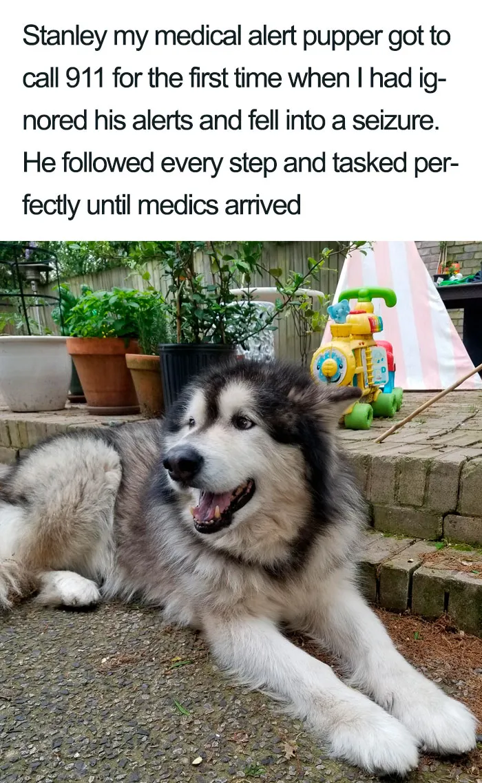 30 Wholesome Dog Posts That Will Hopefully Make Your Day (New Pics)