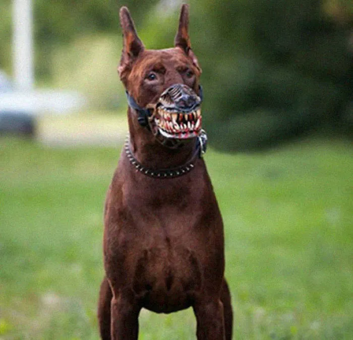 People Are Sharing What Their Dogs Look Like With This Scary Dog Muzzle From Amazon