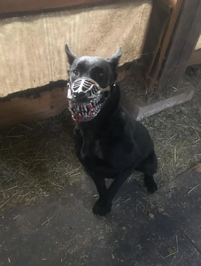 People Are Sharing What Their Dogs Look Like With This Scary Dog Muzzle From Amazon