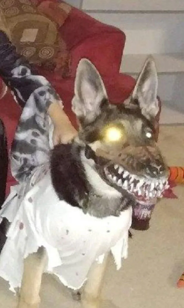 People Are Sharing What Their Dogs Look Like With This Scary Dog Muzzle From Amazon