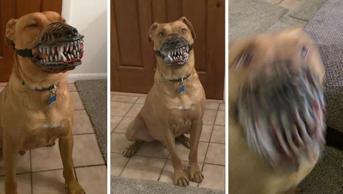 People Are Sharing What Their Dogs Look Like With This Scary Dog Muzzle From Amazon