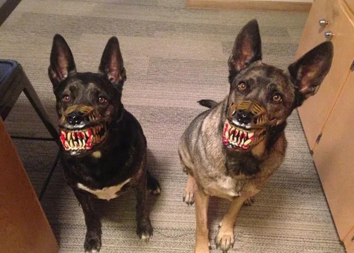 People Are Sharing What Their Dogs Look Like With This Scary Dog Muzzle From Amazon
