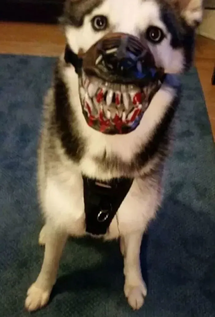 People Are Sharing What Their Dogs Look Like With This Scary Dog Muzzle From Amazon