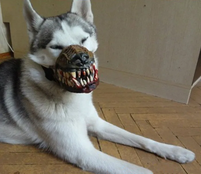 People Are Sharing What Their Dogs Look Like With This Scary Dog Muzzle From Amazon