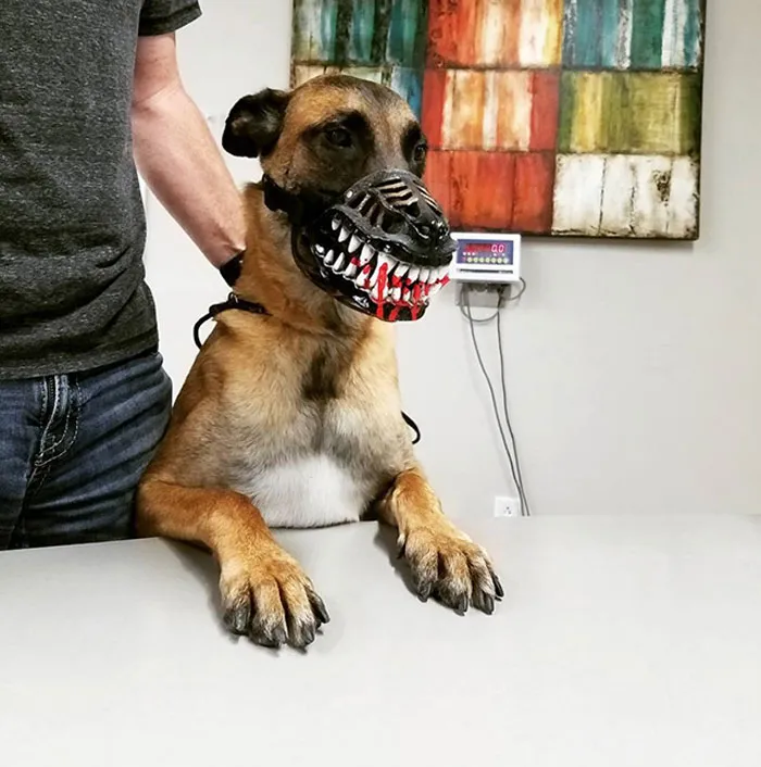 People Are Sharing What Their Dogs Look Like With This Scary Dog Muzzle From Amazon