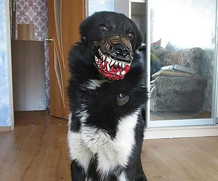 People Are Sharing What Their Dogs Look Like With This Scary Dog Muzzle From Amazon