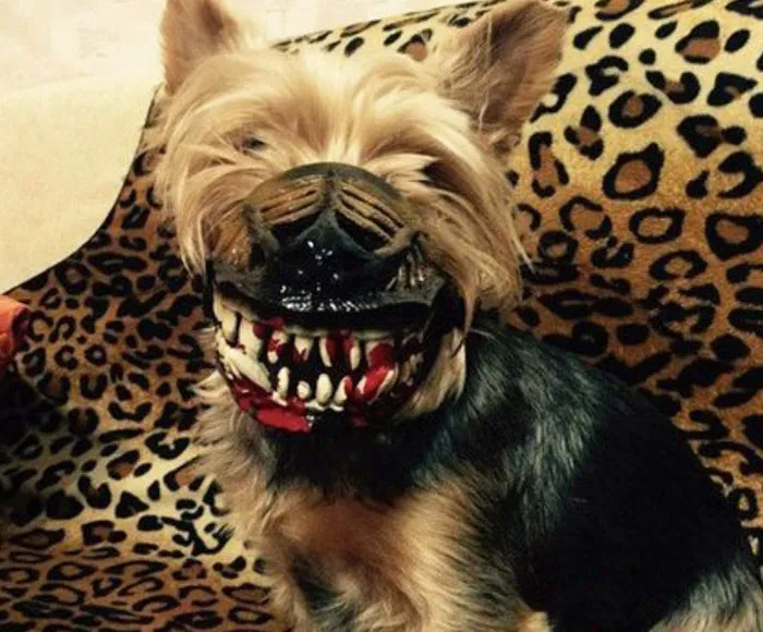 People Are Sharing What Their Dogs Look Like With This Scary Dog Muzzle From Amazon