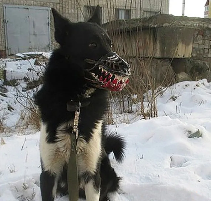People Are Sharing What Their Dogs Look Like With This Scary Dog Muzzle From Amazon