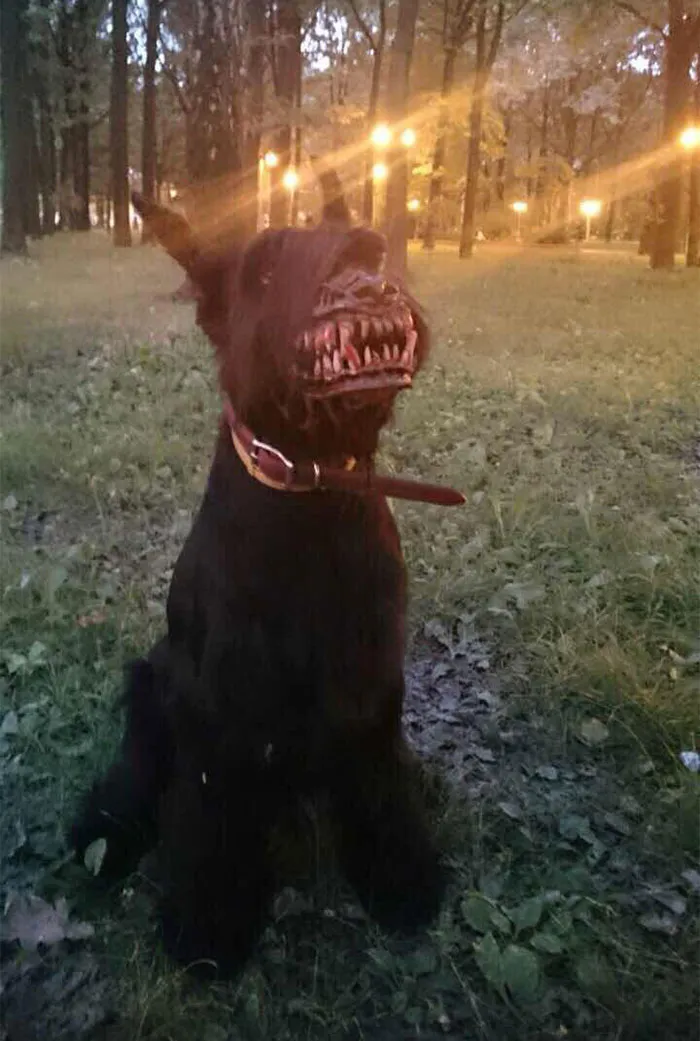 People Are Sharing What Their Dogs Look Like With This Scary Dog Muzzle From Amazon