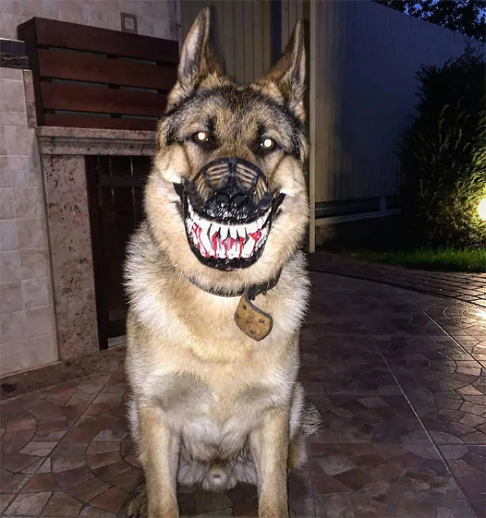 People Are Sharing What Their Dogs Look Like With This Scary Dog Muzzle From Amazon