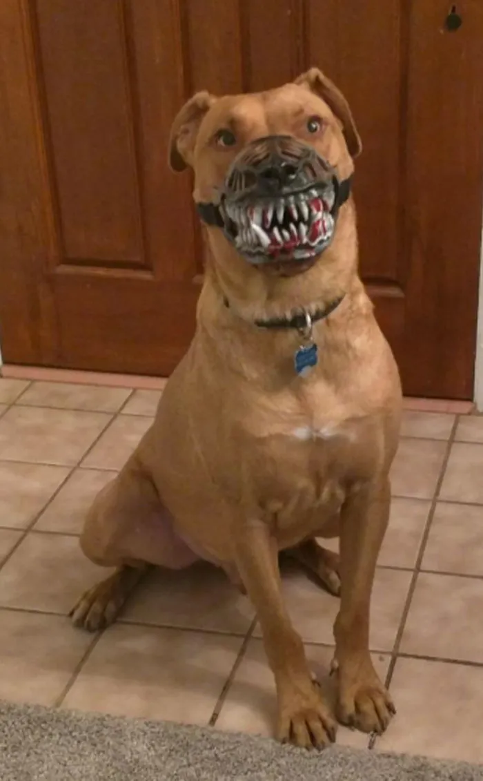 People Are Sharing What Their Dogs Look Like With This Scary Dog Muzzle From Amazon