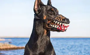 People Are Sharing What Their Dogs Look Like With This Scary Dog Muzzle From Amazon