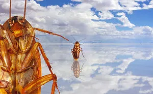 The Cockroach With An Instagram