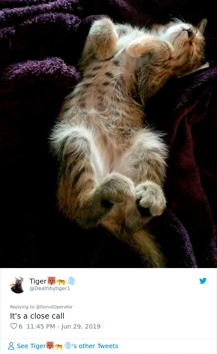 Guy “Tricks” People Into Sending Them Cute Cat Pics