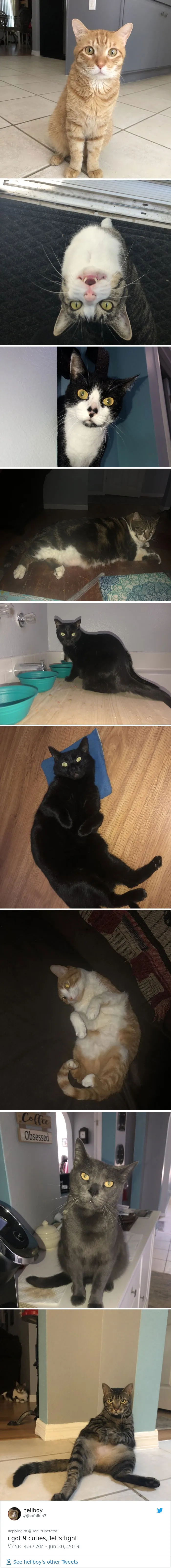 Guy “Tricks” People Into Sending Them Cute Cat Pics