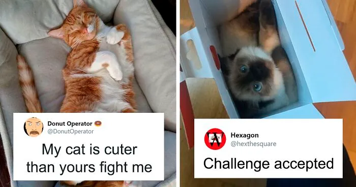 Guy “Tricks” People Into Sending Them Cute Cat Pics