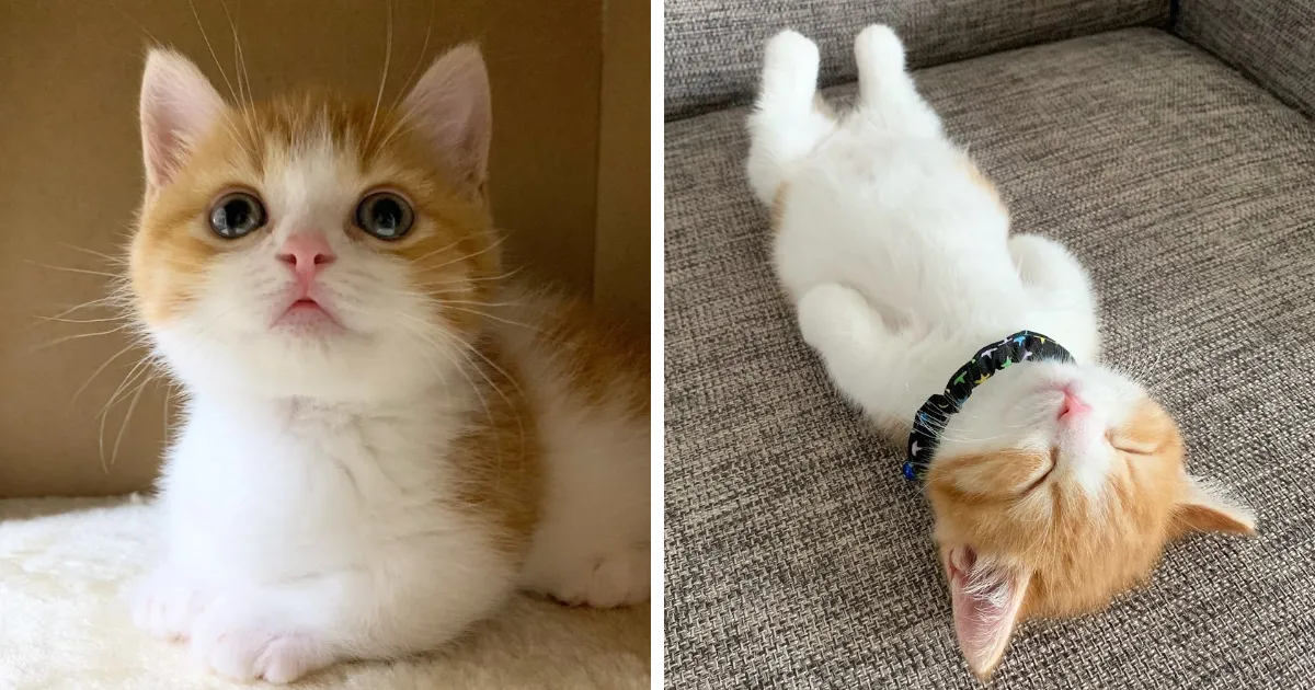8 Fotos de un adorable gatito munchkin que duerme como un humano