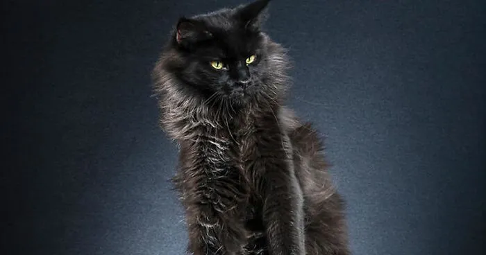 Photo Series About Standing Cats That I Made After Observing My Own Cat's Movements (35 Pics)