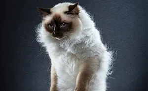 Photo Series About Standing Cats That I Made After Observing My Own Cat's Movements (35 Pics)