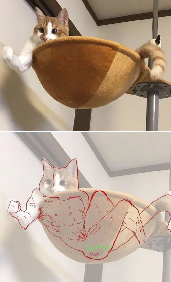 10 Times People Thought They Were Seeing Buff Animals, But They Were Optical Illusions