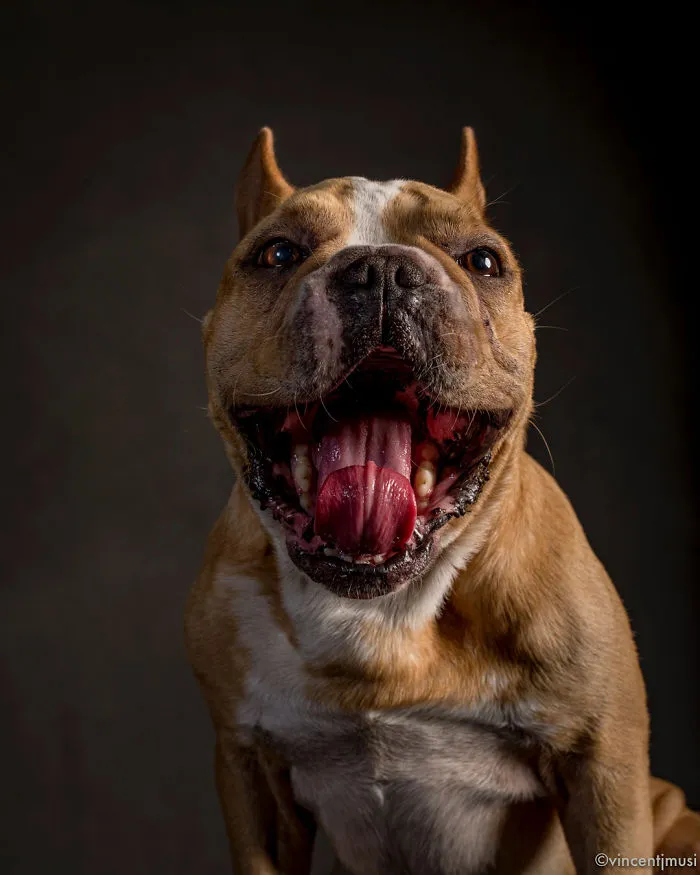 Louie, 2018