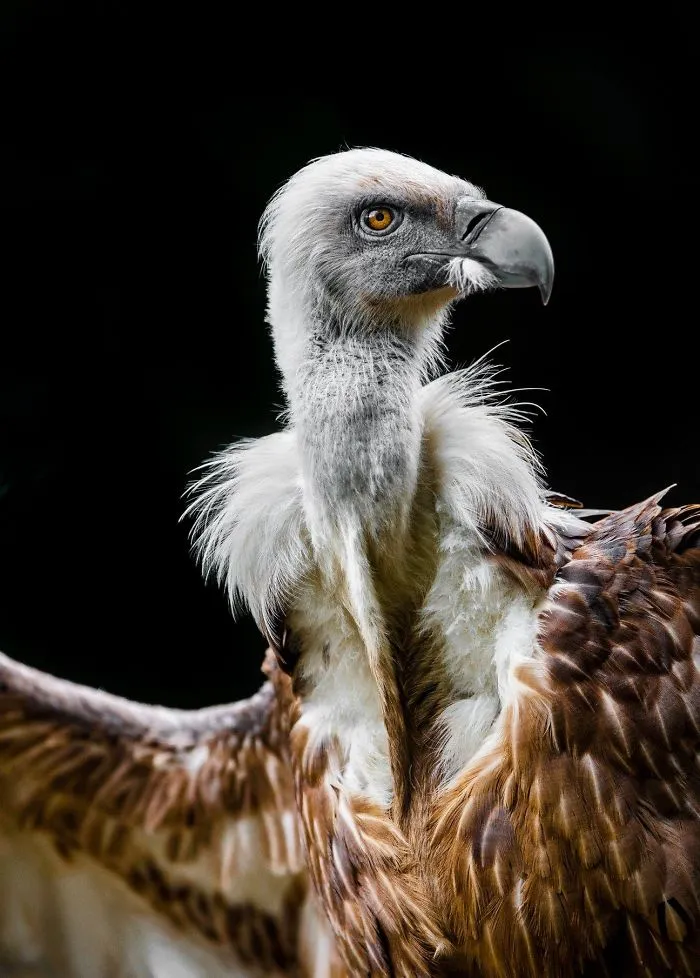 Here Are My 20 Photos That Show How Precious Animals Are