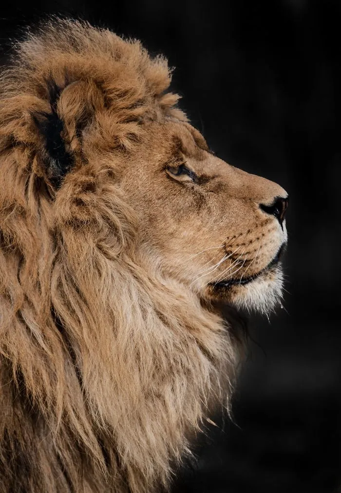 These 20 Photos I Make To Show People The Beauty Of Animals