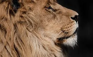 Here Are My 20 Photos That Show How Precious Animals Are