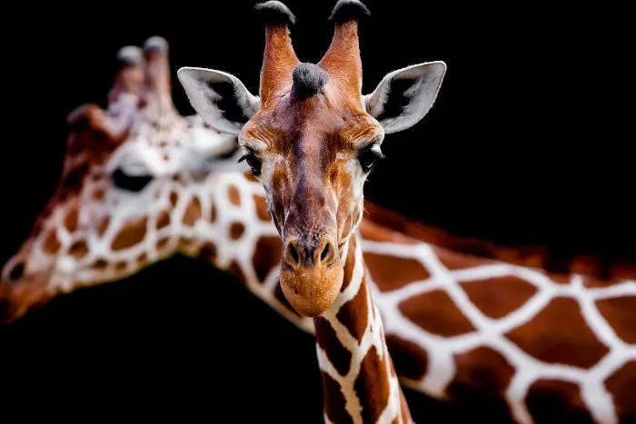 Here Are My 20 Photos That Show How Precious Animals Are