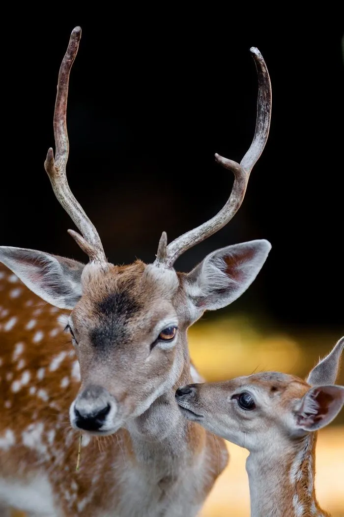 Here Are My 20 Photos That Show How Precious Animals Are