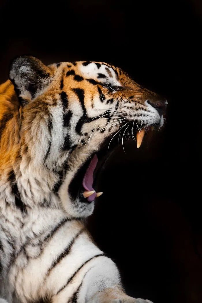 Here Are My 20 Photos That Show How Precious Animals Are