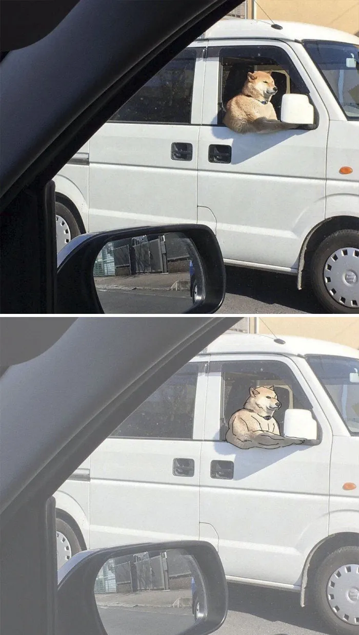 10 Times People Thought They Were Seeing Buff Animals, But They Were Optical Illusions
