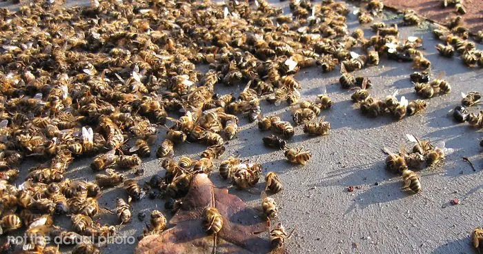 500 Million Bees Have Already Died In Brazil Within Three Months And The Future Of Our Food Is In Question