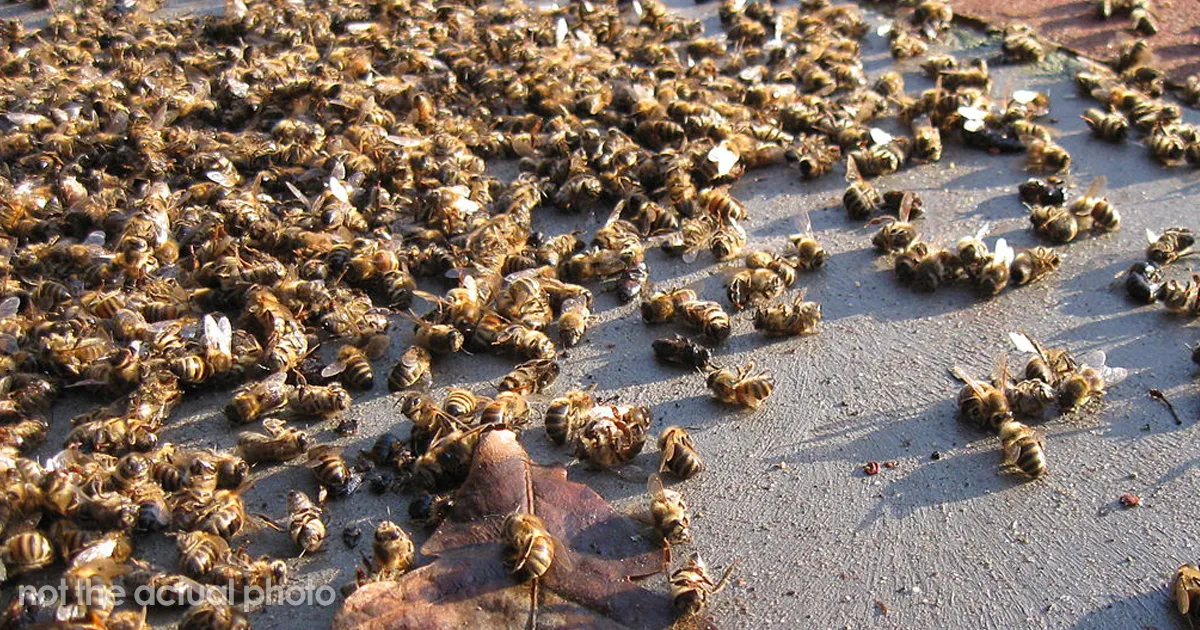 En Brasil ya han muerto 500 millones de abejas en 3 meses, y se cuestiona el futuro de nuestros alimentos