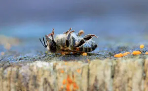 500 Million Bees Have Already Died In Brazil Within Three Months And The Future Of Our Food Is In Question
