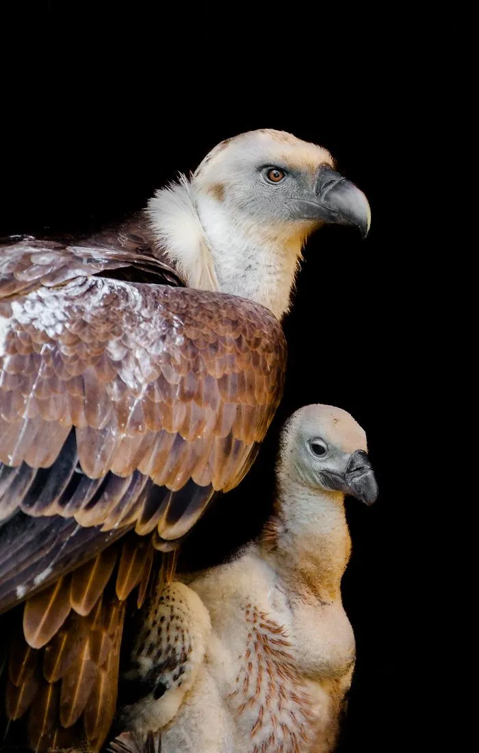 Here Are My 20 Photos That Show How Precious Animals Are