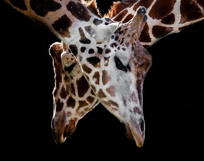 Here Are My 20 Photos That Show How Precious Animals Are