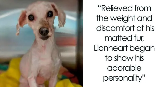 Dog Lives Under A Bed For Two Years, But Is Saved And Gets Life-Changing Makeover (7 Pics)