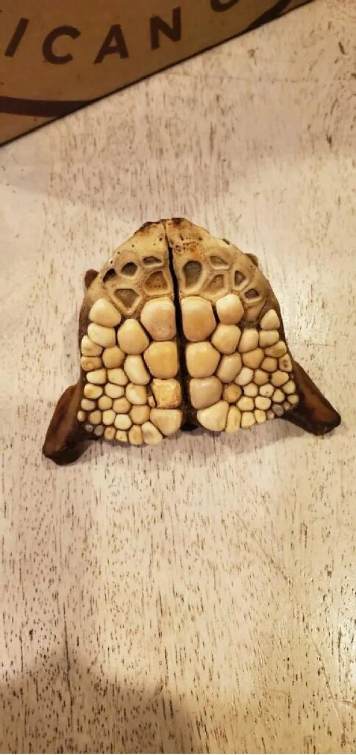 ¿Qué es esto?